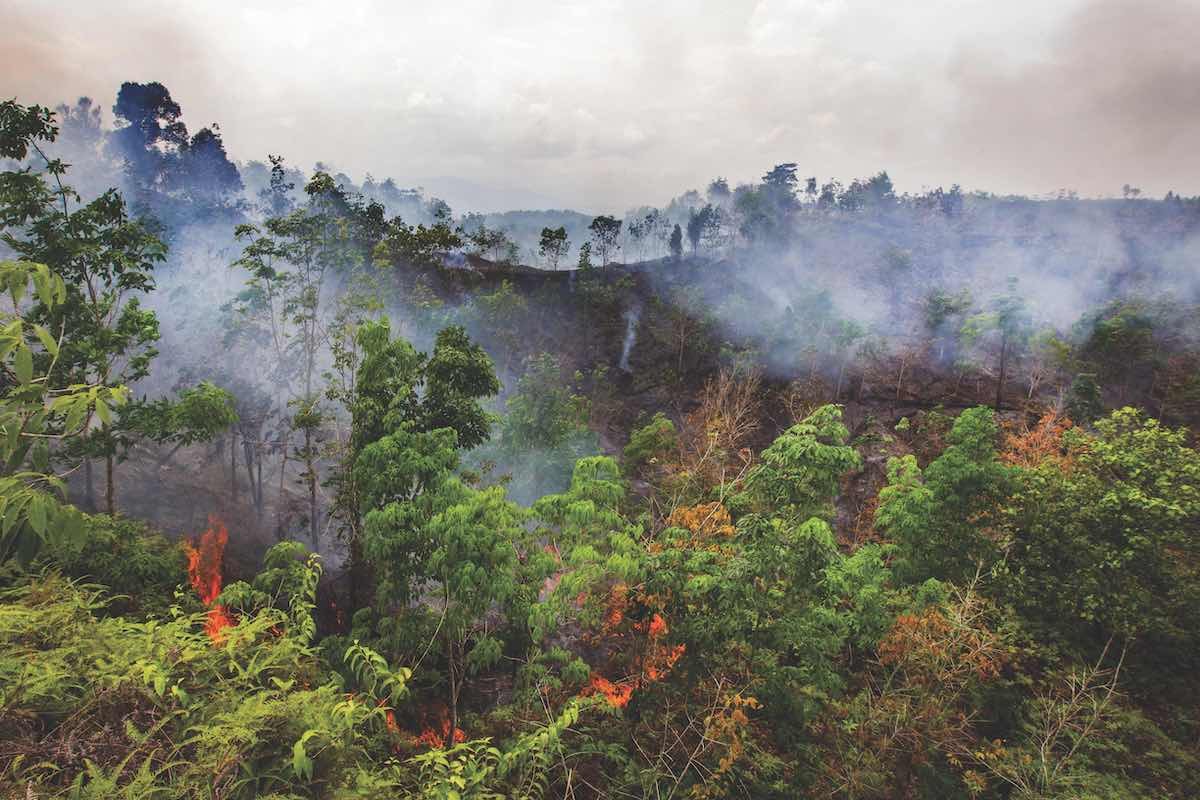 Leuser's jungles are being burned, leaving shrinking habitats for endangered wildlife.