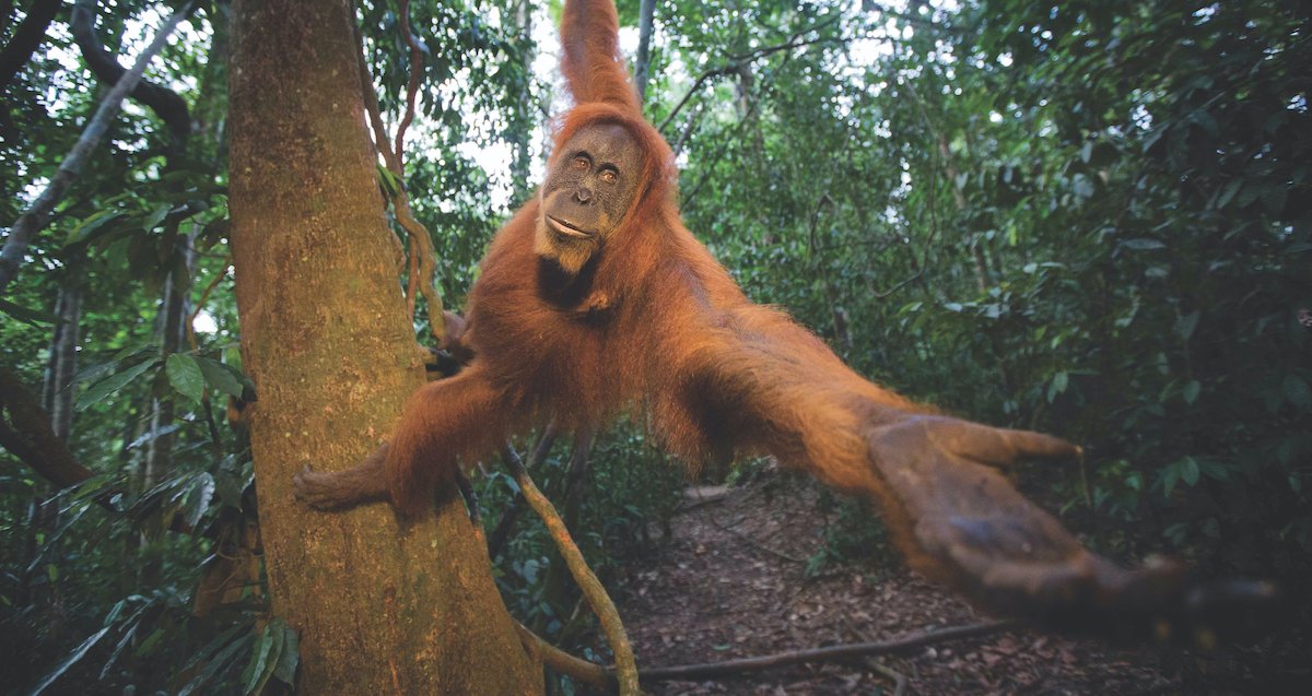 If the loss of Indonesia's forests continue, orangutans may become the first great ape to go extinct in modern times.