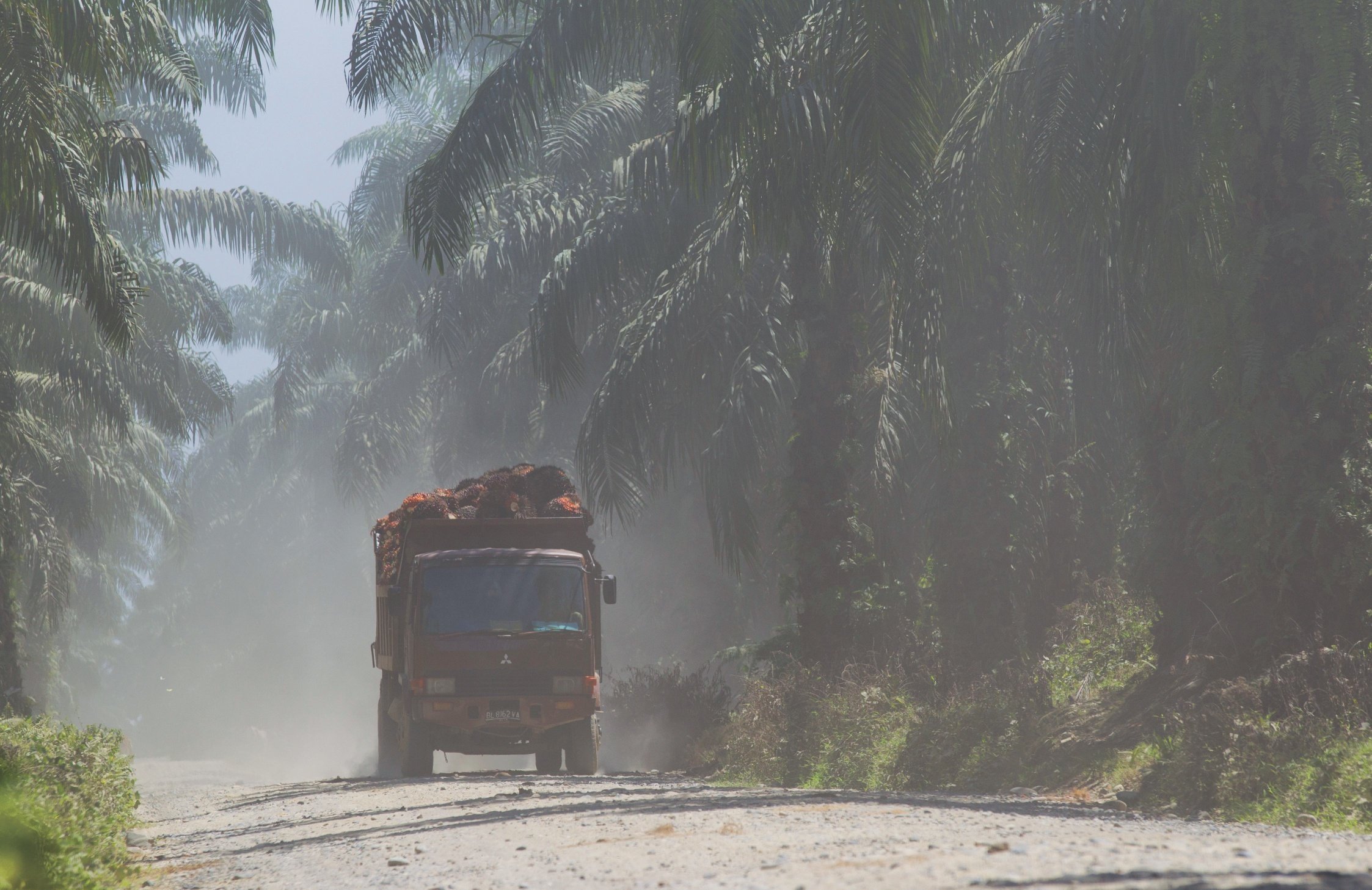 The corporate crime occurring in Leuser is an open secret. Even the smoke from the fires doesn't hide a truck with its illegal cargo.