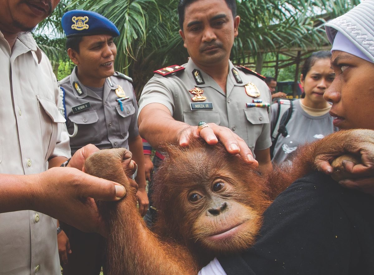 A young orangutan is rescured from the threat of poachers in the park.