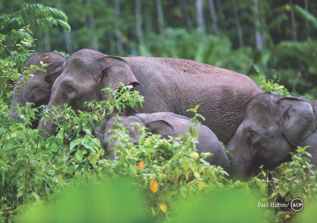 A herd of Sumatran elephants, the most critically endangered elephants in the world.