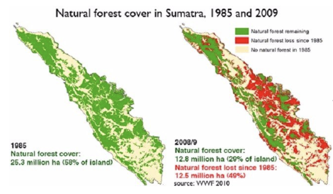 Forest loss in Sumatra has approached 50% over the past fifteen years. Leuser is the last intact natural forest remaining in northern Sumatra. Courtesy of Mongabay.