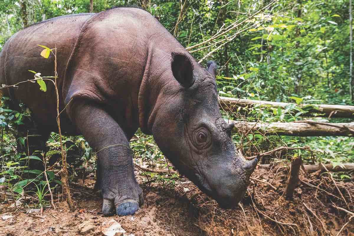 The Sumatran rhino is the most threatened of the four major megafauna species in the park.