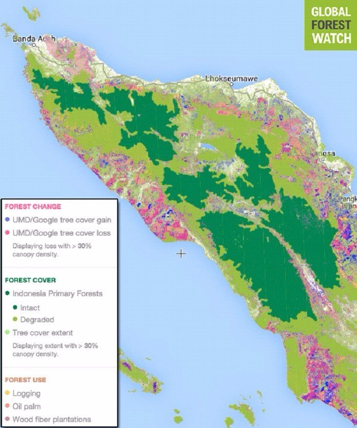  Rampant deforestation for palm plantations is destroying large tracks of lowland areas where the majority of wildlife is found. Courtesy:  Mongabay . 