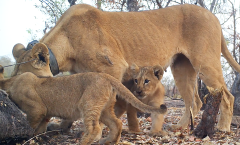 GC Lion Protection in Senegal - Niokolo-Koba National Park