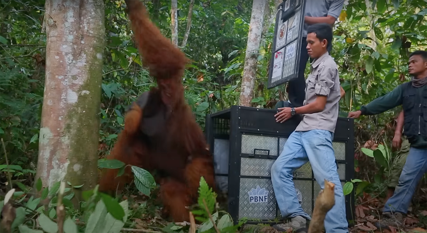 An orangutan is released back into the wild in the forests of Leuser&nbsp;Ecosystem World Heritage Site (right).