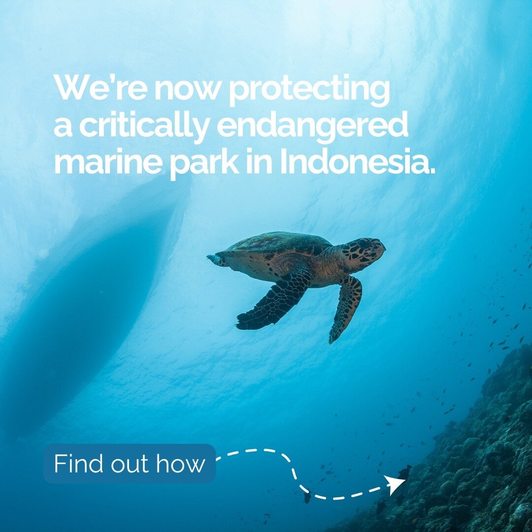 We&rsquo;re now protecting a critically endangered marine park in Indonesia. ⁠
⁠
That's right! Global Conservation launched our Global Park Defense program in late 2023 in the Derawan Archipelago with a full-time Project Director, Dadang Mujiono, who