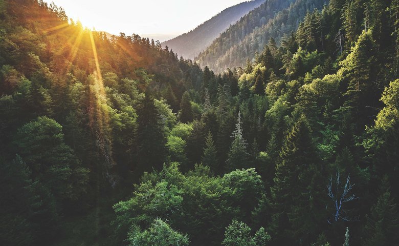  The forests of the&nbsp;Borjomi National Park, Republic of Georgia 