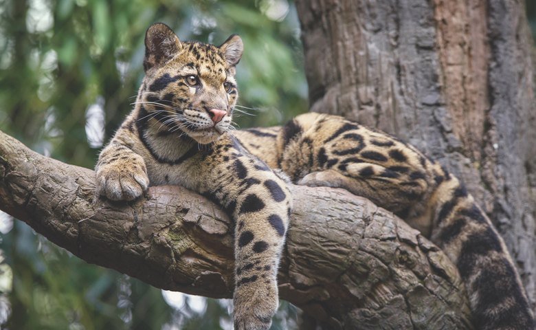  Forests contain most of the world's biodiversity, including this clouded leopard from Cardamom National Park, Cambodia. 