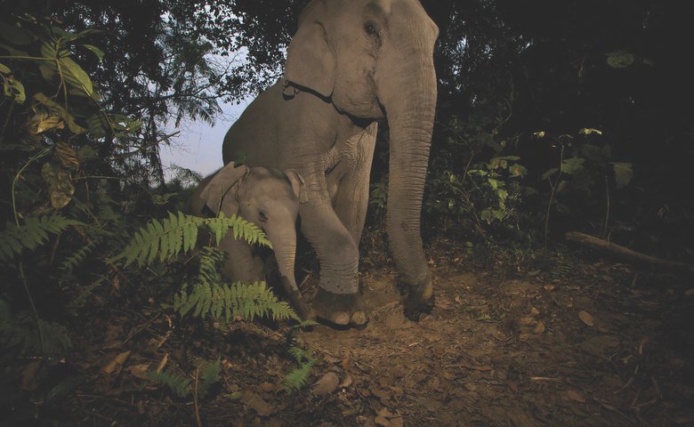  Global Forest Watch has allowed NGOs to track increasing rates of deforestation in Cambodia, where these Asian elephants live 