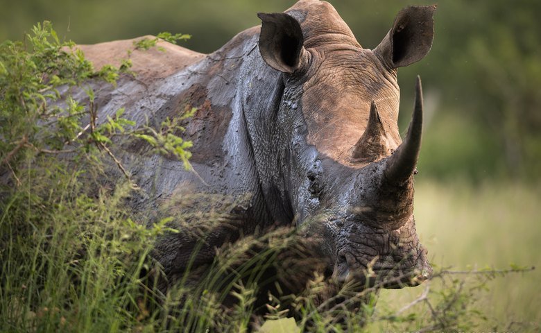  A white rhino in&nbsp;South Africa’s Hluhluwe-iMfolozi Park. This photo, as well as header and preview photo, by Chantelle Melzer 