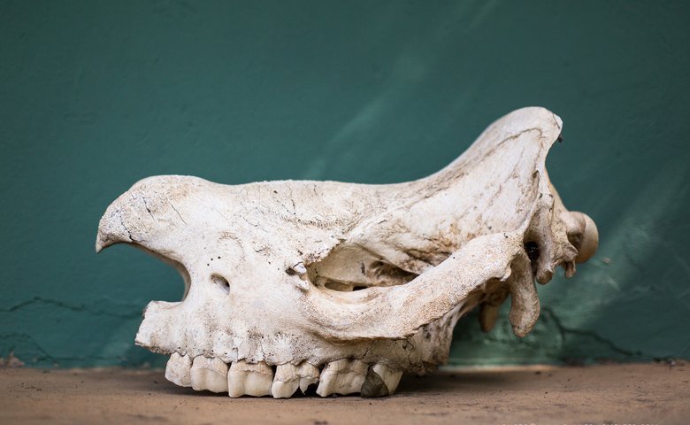 Rhino skull. Photo by Chantelle Melzer. 