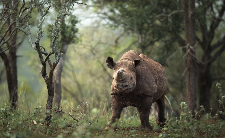  Black rhino in&nbsp;Hluhluwe-iMfolozi Park. 