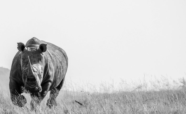  White rhino. Photo by Joe Alves. 