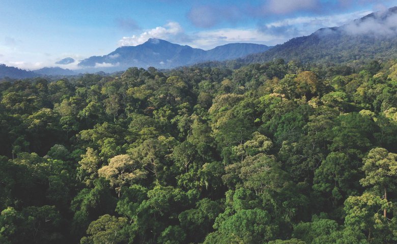  The forests of the Danum-Maliau-Imbak ecosystem, Sabah, Malaysia 