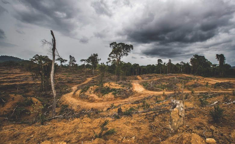  Clear-cut deforestation in the Danum-Maliau-Imbak ecosystem of Malaysia 