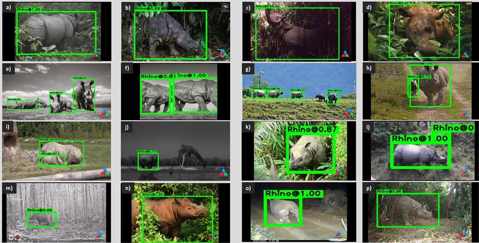  Inference results from testing the WildEyes AI Rhino Detector on camera trap images and digital photographs of rhinos in the wild.&nbsp;The Rhino Detector is agnostic to the species of rhino, so it can accurately detect all five species—White, Black