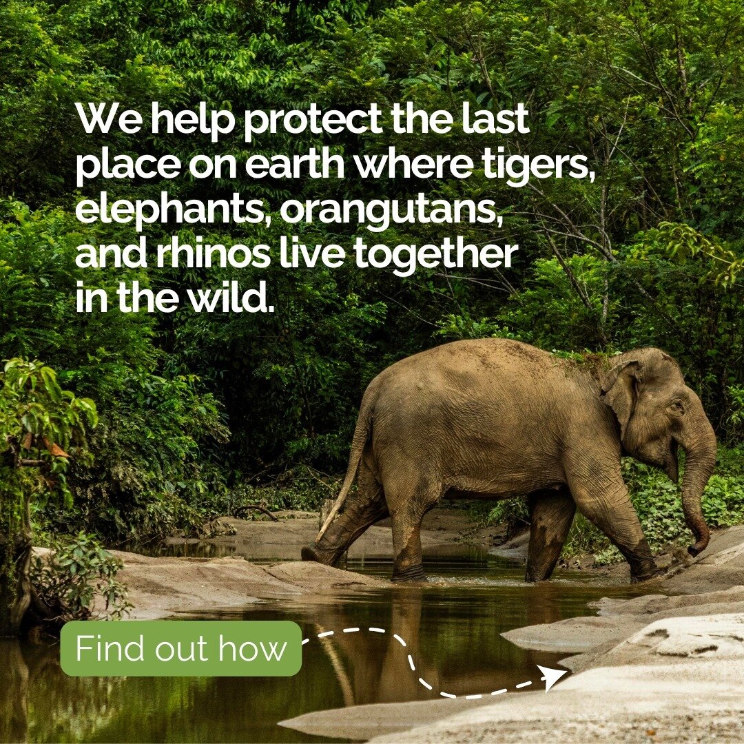 Can you imagine how special an ecosystem must be to support all those species? Welcome to Leuser. 🐘🐅🦏🦧
⁠
Working in this ancient and vast region has been one of our biggest projects to date, with over 5 years of #conservation work completed. 

We