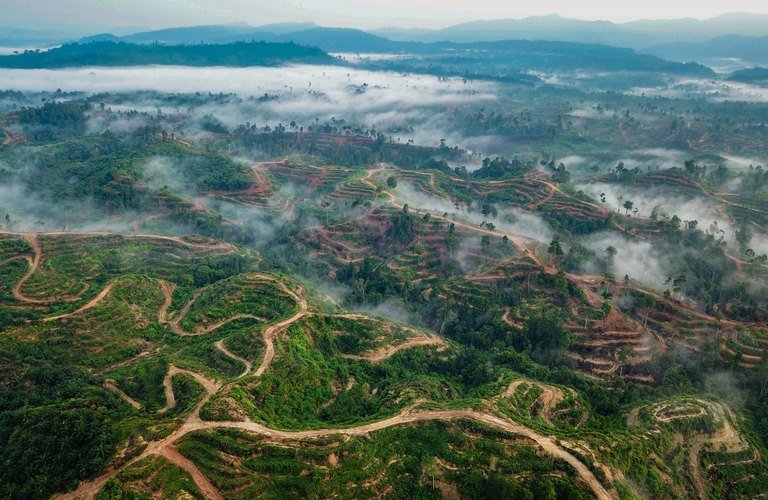 Leuser Ecosystem Progress Report 2020-2021