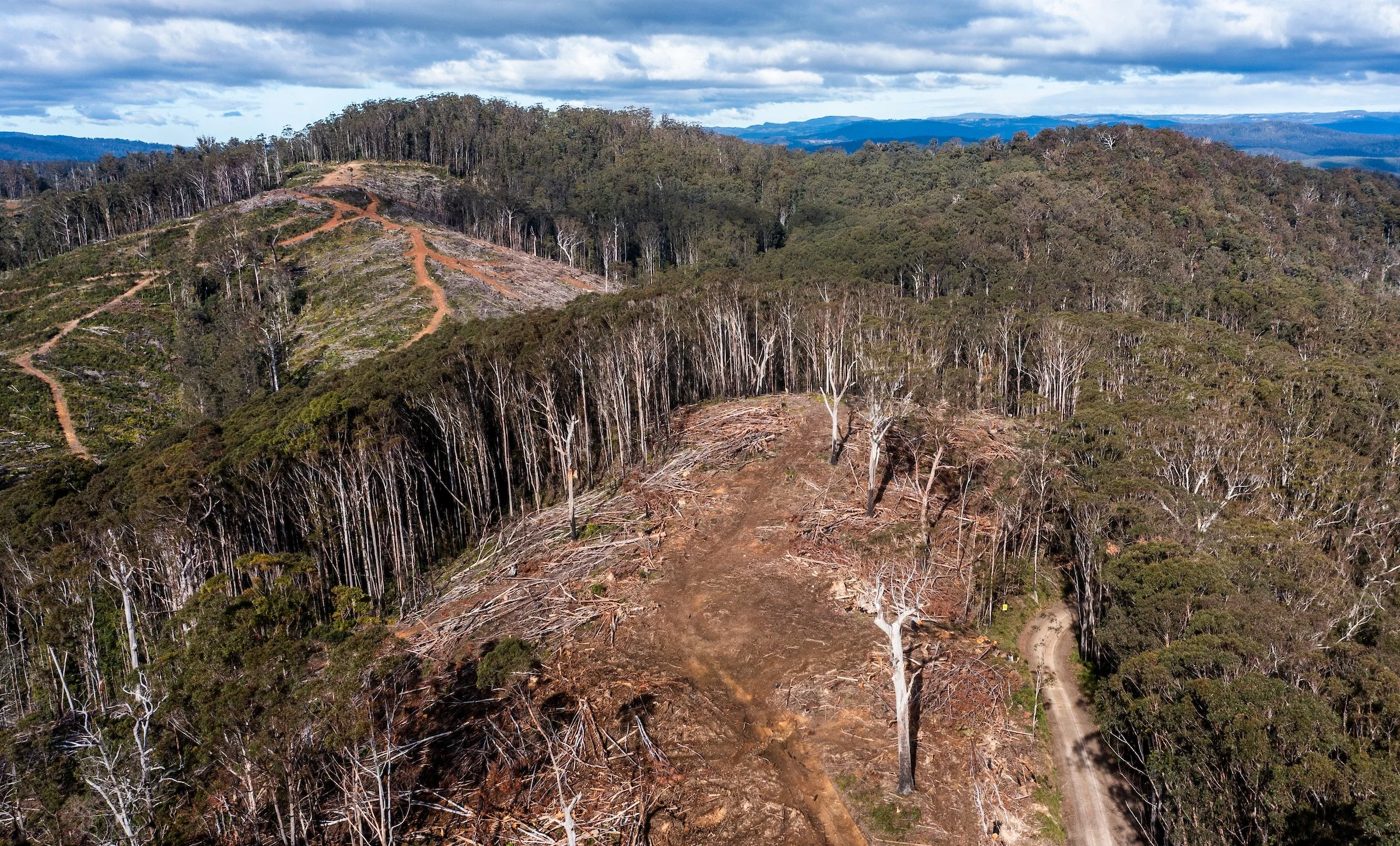 Photo Essay: Great Koala National Park is Being Decimated by the ...