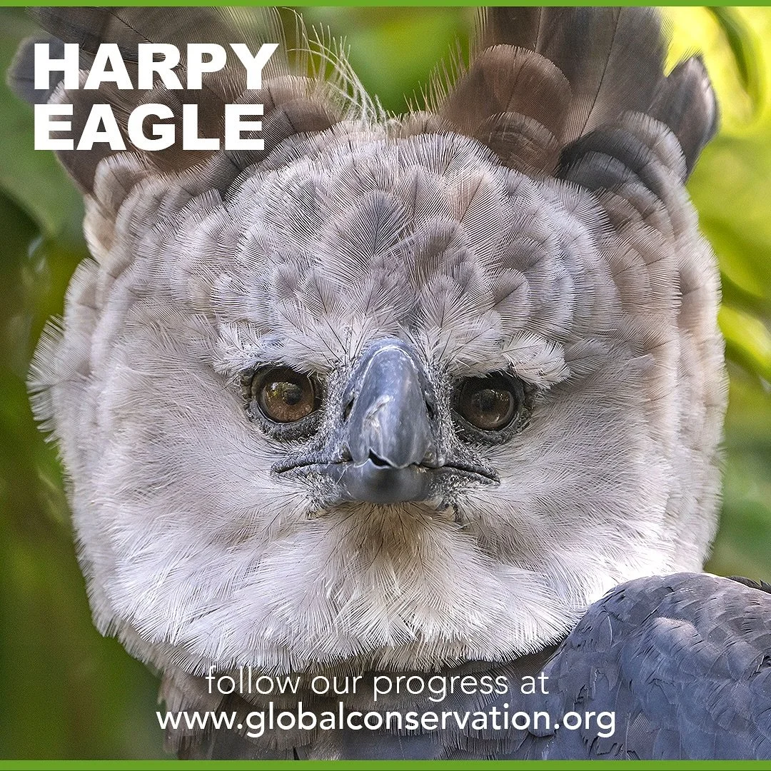 A harpy eagle is looking at you. Her fierce talon is as long as a grizzly bear&rsquo;s claw. She is tied for the title of the world&rsquo;s most giant eagle.

We are on the field at the Darien World Heritage Site in Panama, protecting their forests. 