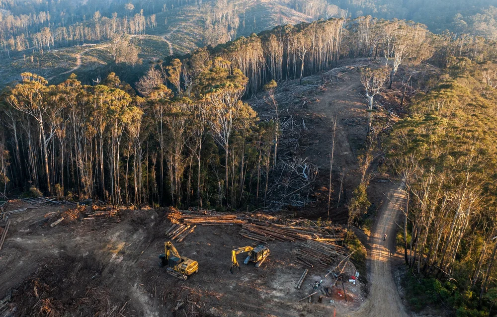 Photo Essay: Great Koala National Park is Being Decimated by the ...