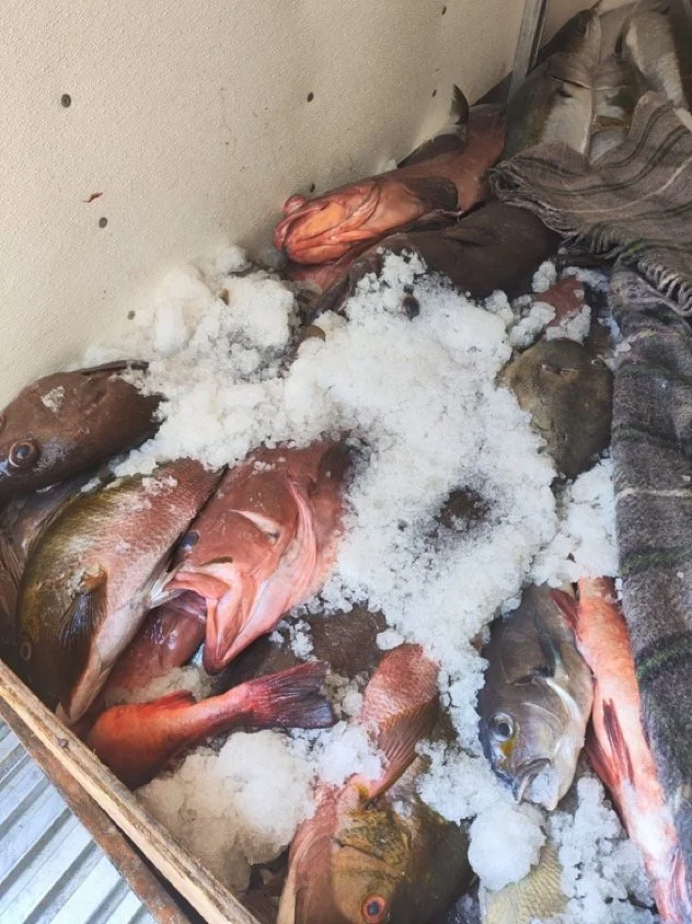 baja confiscations 2.jpeg