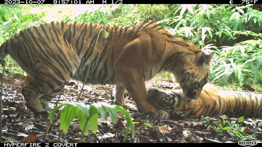 New Camera Traps Snap Nearly Three Times More Images of Endangered Sumatran Tigers than Before