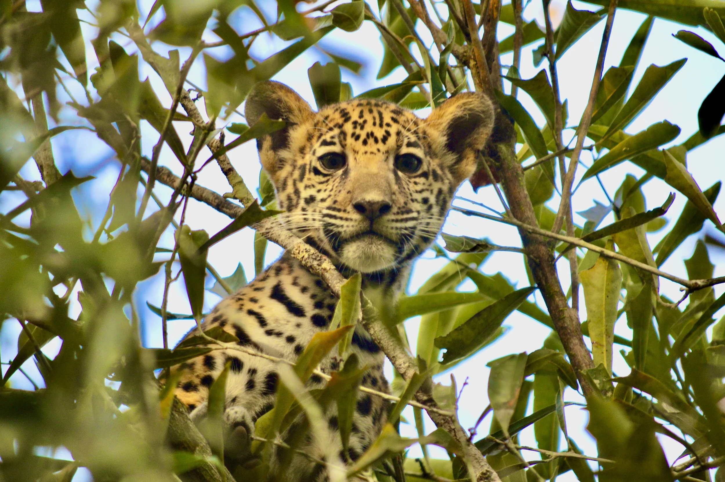 GC Featured in WIRED Magazine: The Jaguar is Reborn in Mexico