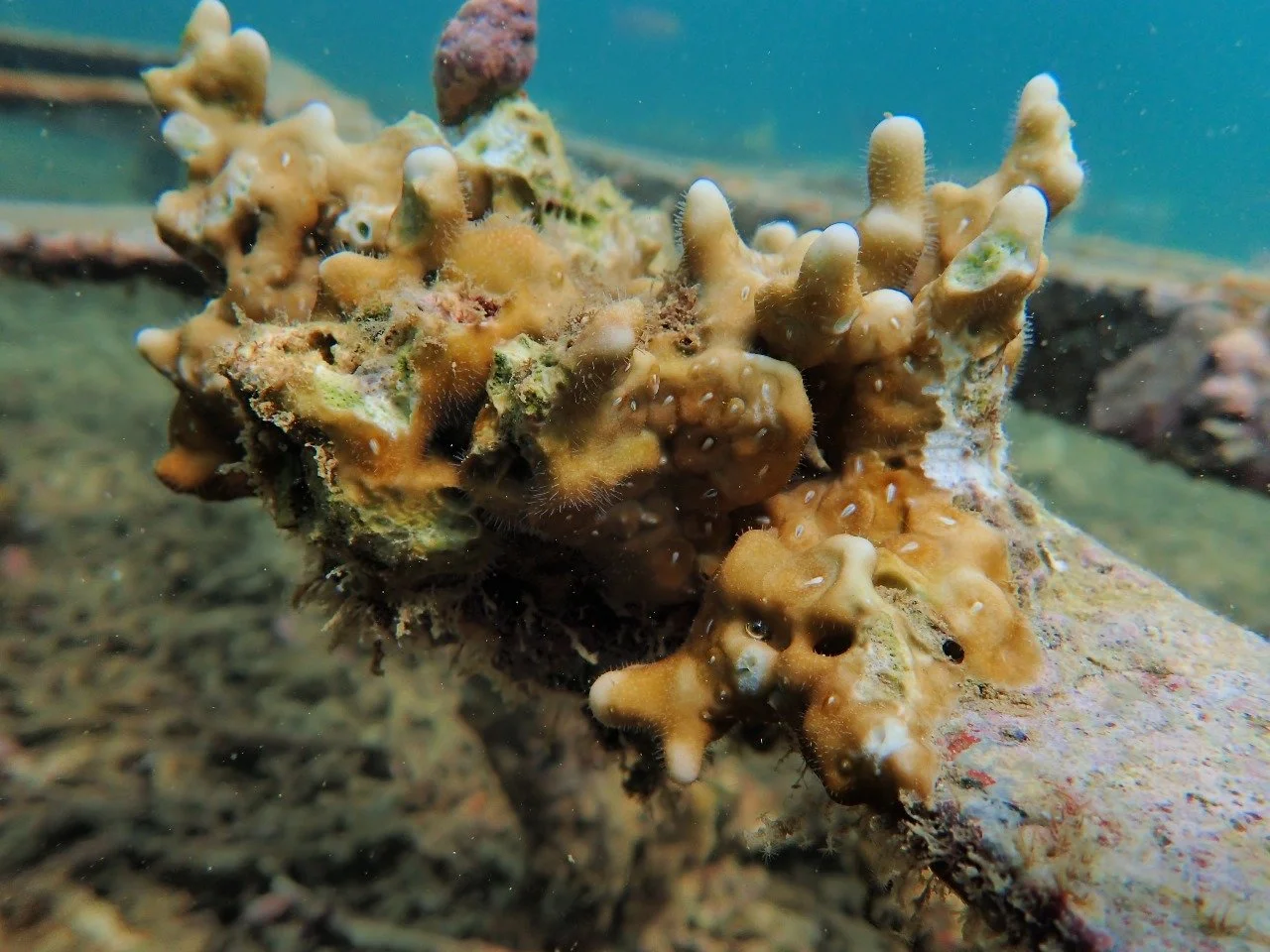 05_progress coral transplantation.jpeg