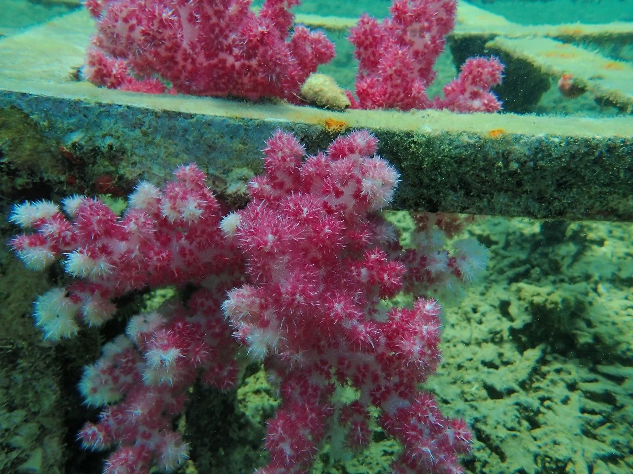 8progress coral transplantation.jpeg