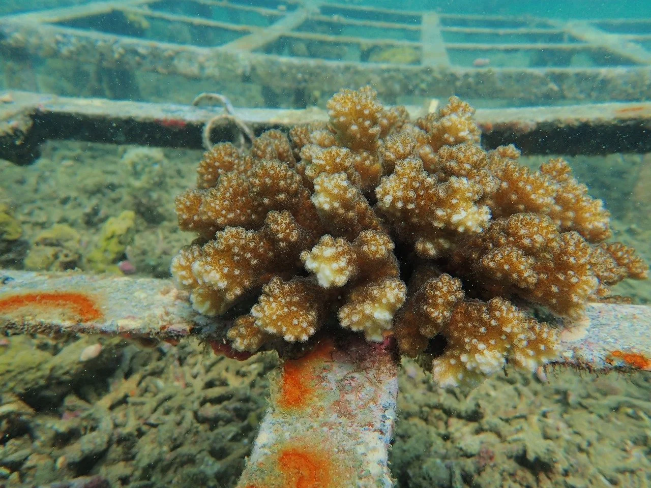 10progress coral transplantation.jpeg