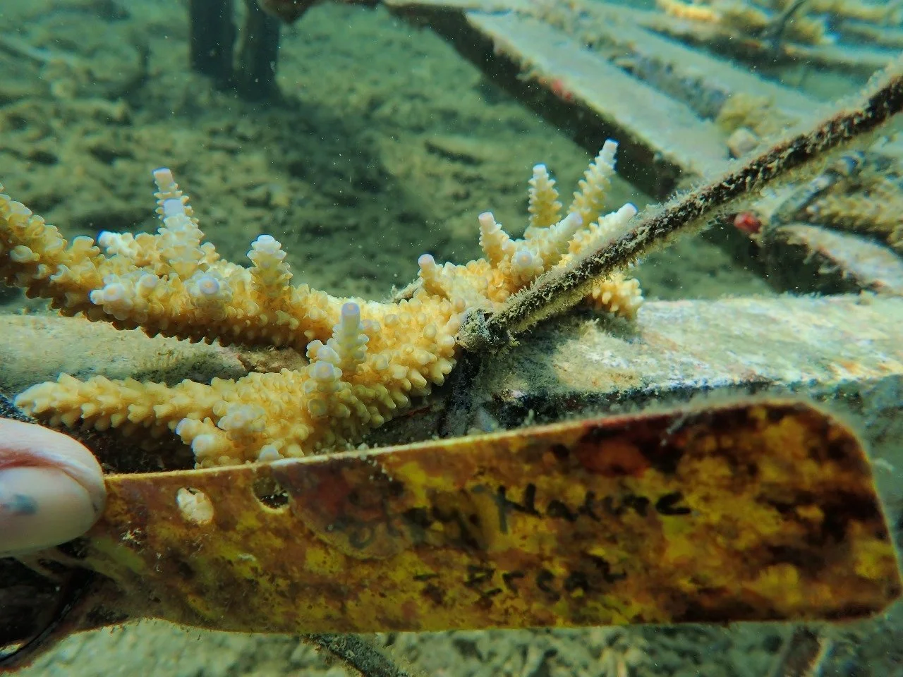 12progress coral transplantation.jpeg
