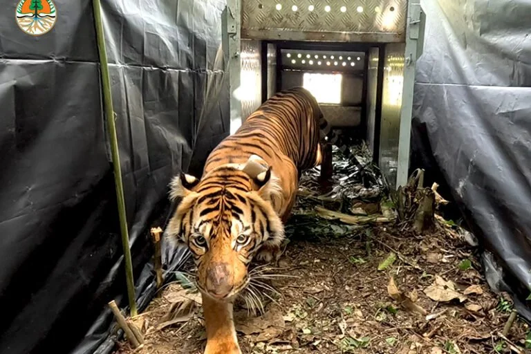 Saving Sumatran&nbsp;Rhinos, Tigers, Elephants, and Orangutans: The 2024-25 Leuser National Park Impact Report