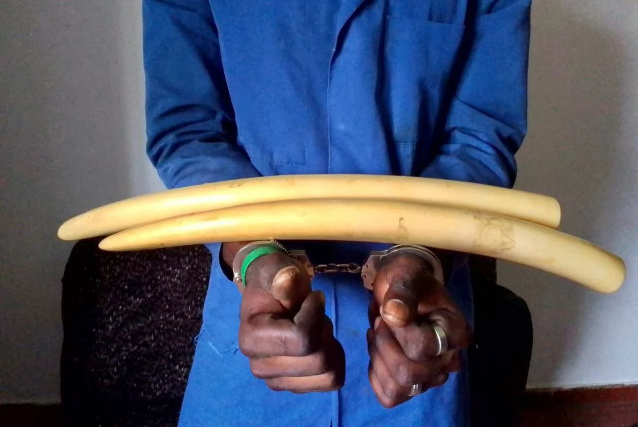 Cameroon Impact 2024-25: Protecting the Dja Rainforest Complex Forest Elephants and Great Apes  