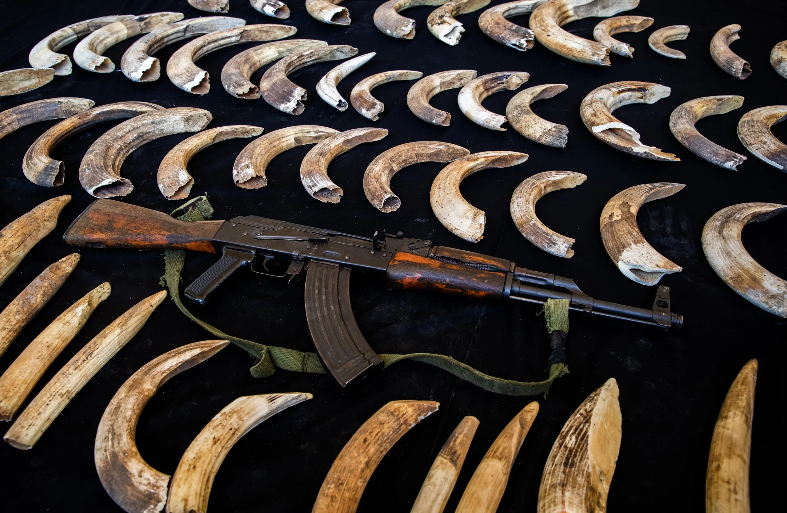 GC Impact Report 2024-25: Enabling the Recovery of Murchison Falls National Park, Uganda