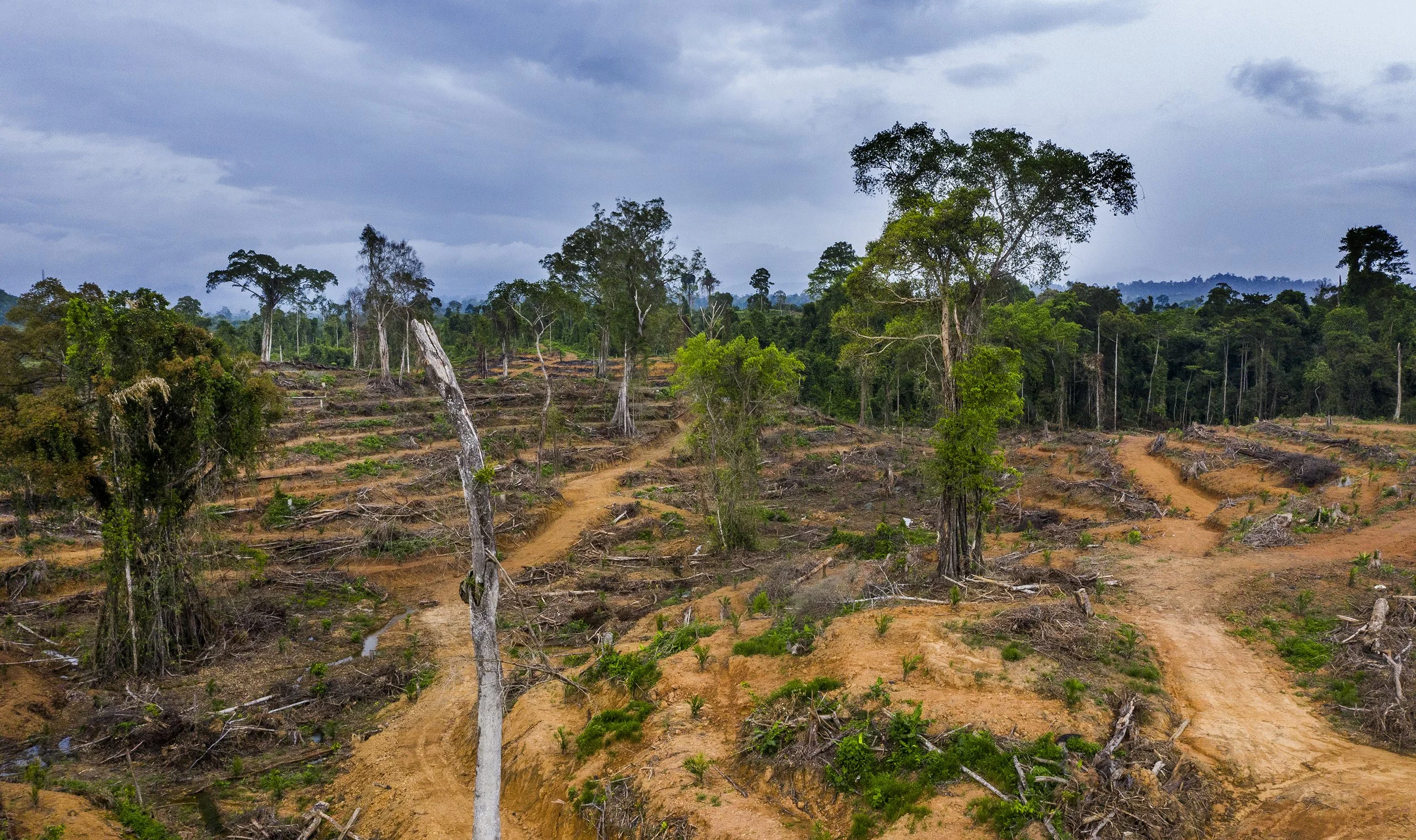 GC’S DaMaI, Borneo 2024-25 Impact Report