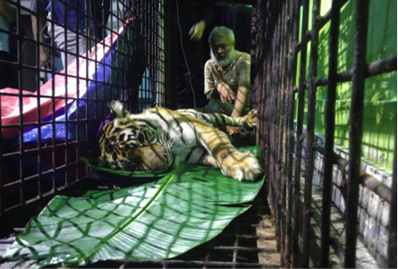 Protection of Proposed Bengkung Trumon Megafauna Sanctuary, Sumatra