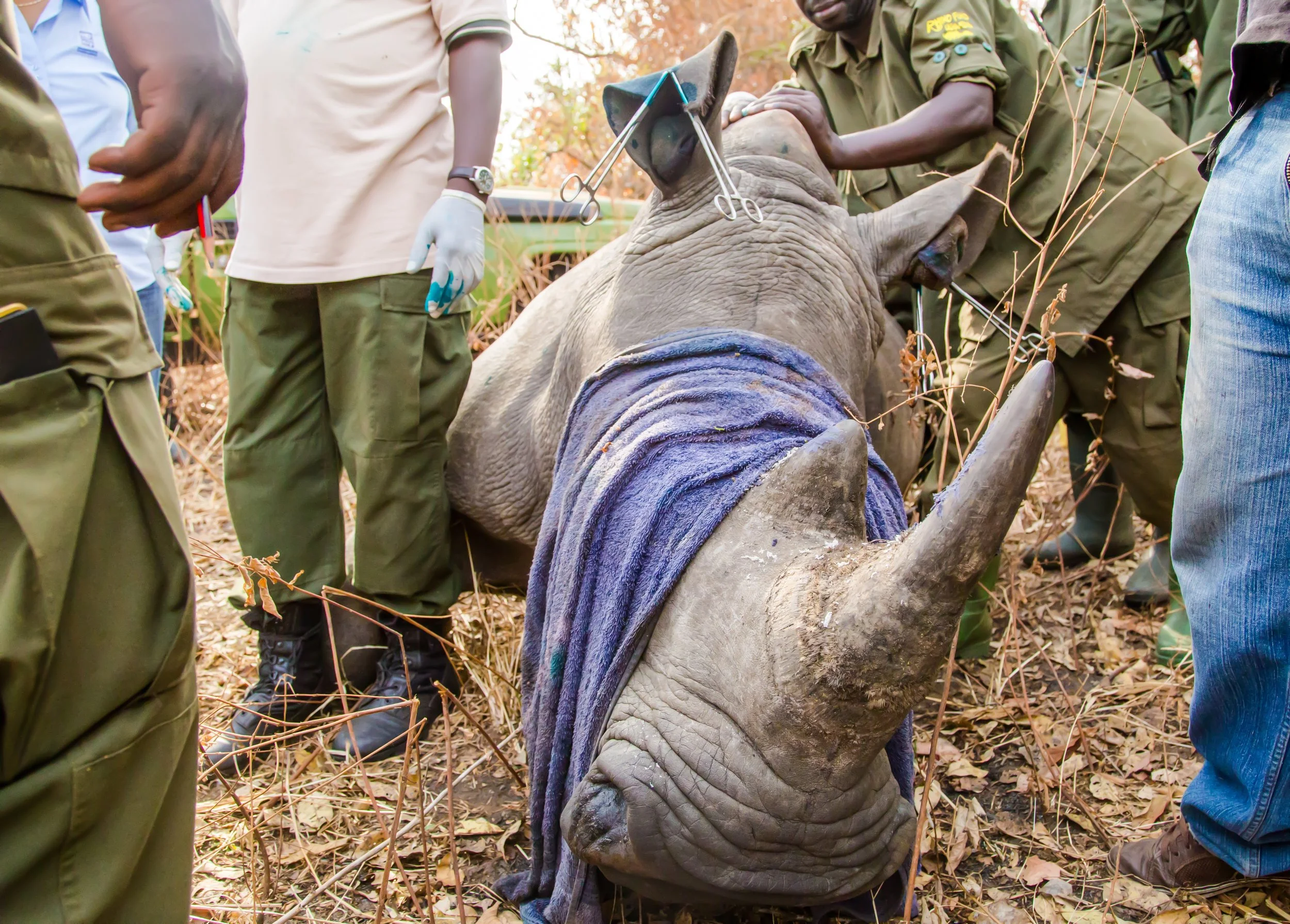Historic Rhino Reintroductions in Kidepo Valley National Park, Uganda