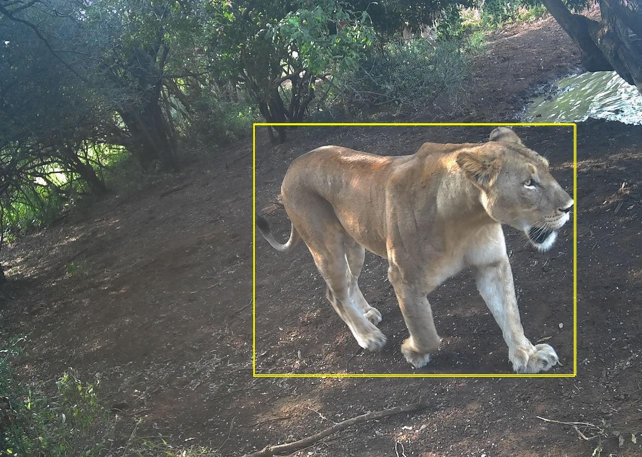 Lion captured by wpsWatch_courtesy Wildlife Protection Solutions (1).png