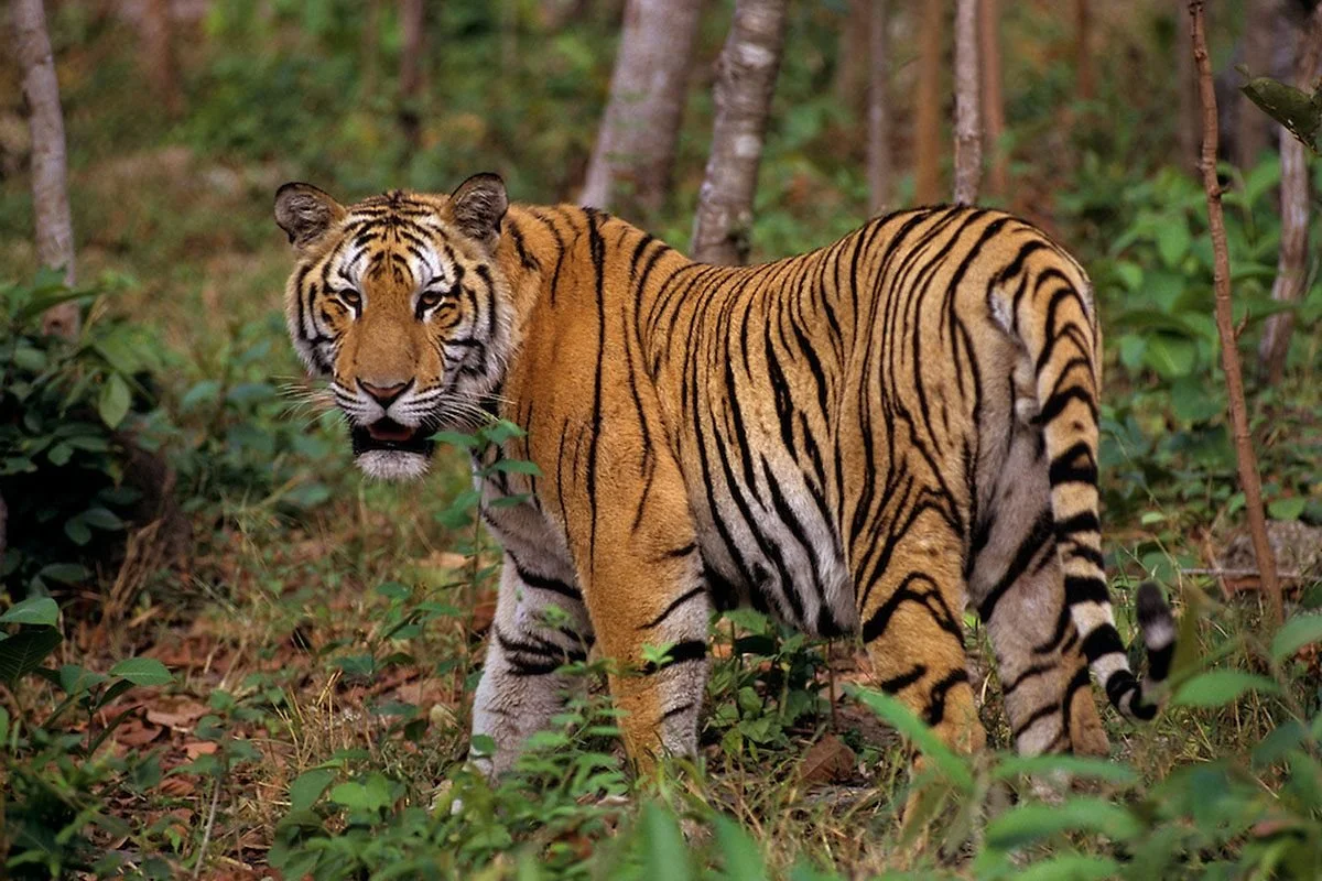 GC in the News: Opinion-Cambodia Isn’t Ready for India’s Tigers