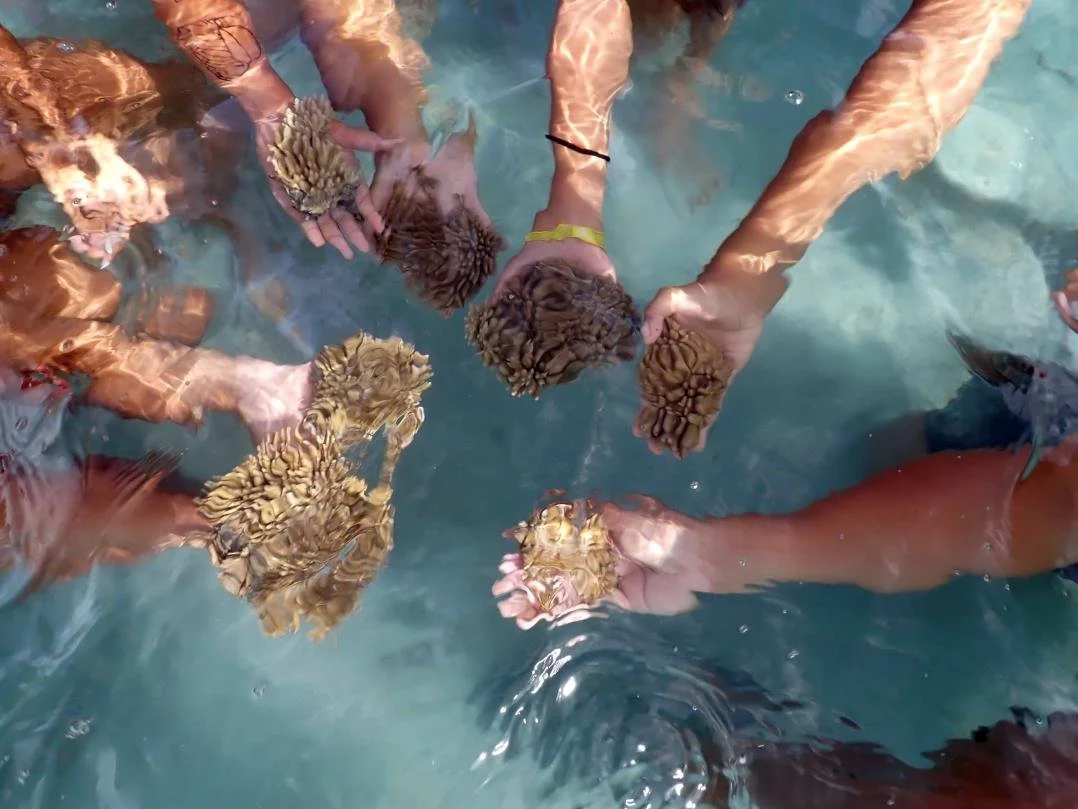 Bora Bora Coral Resotration 2.jpeg