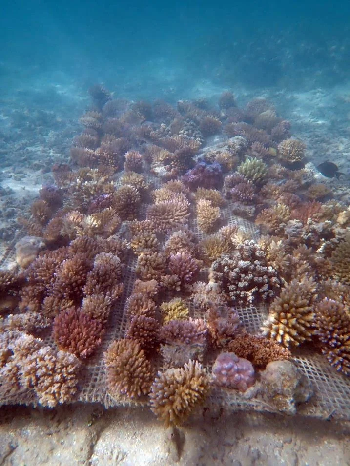 Bora Bora Coral Resotration 1.jpeg