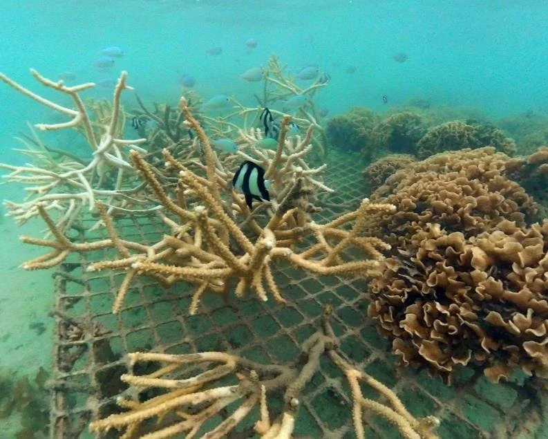 Bora Bora Coral Resotration 3.jpeg