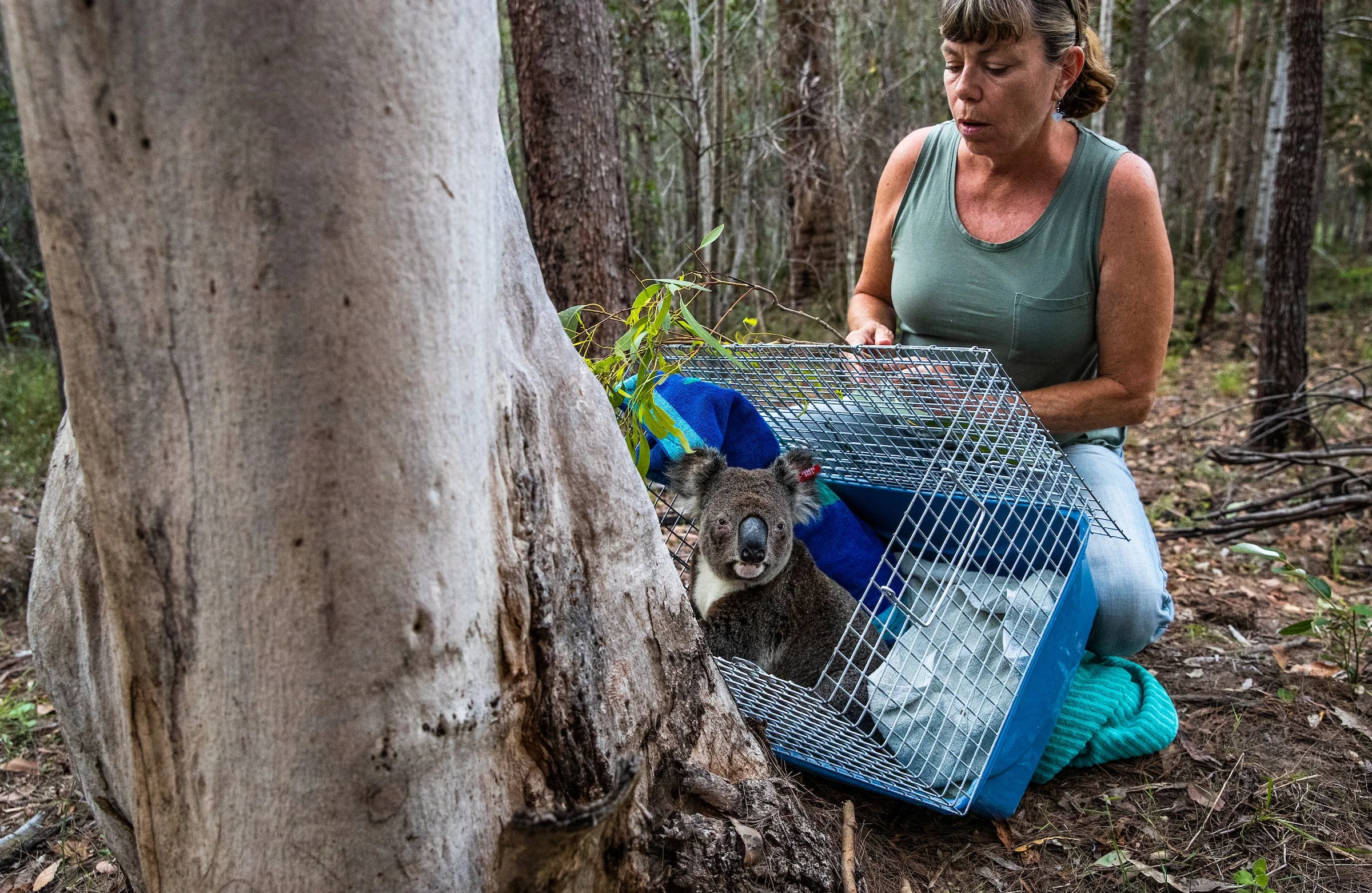 GC in the News: Koalas are Running Out of Time. Will a $140 Million national Park Save&nbsp;Them?