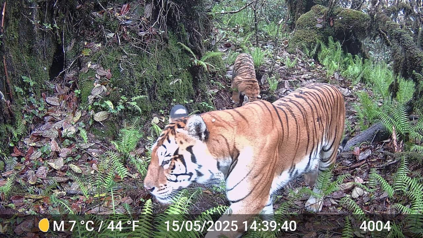 Protecting Mouling, India: A Three-Year Report to Global Conservation