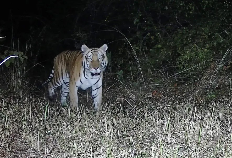 Video: Confirmation of a Royal Bengal Tiger in Sanctuary of GC Partner