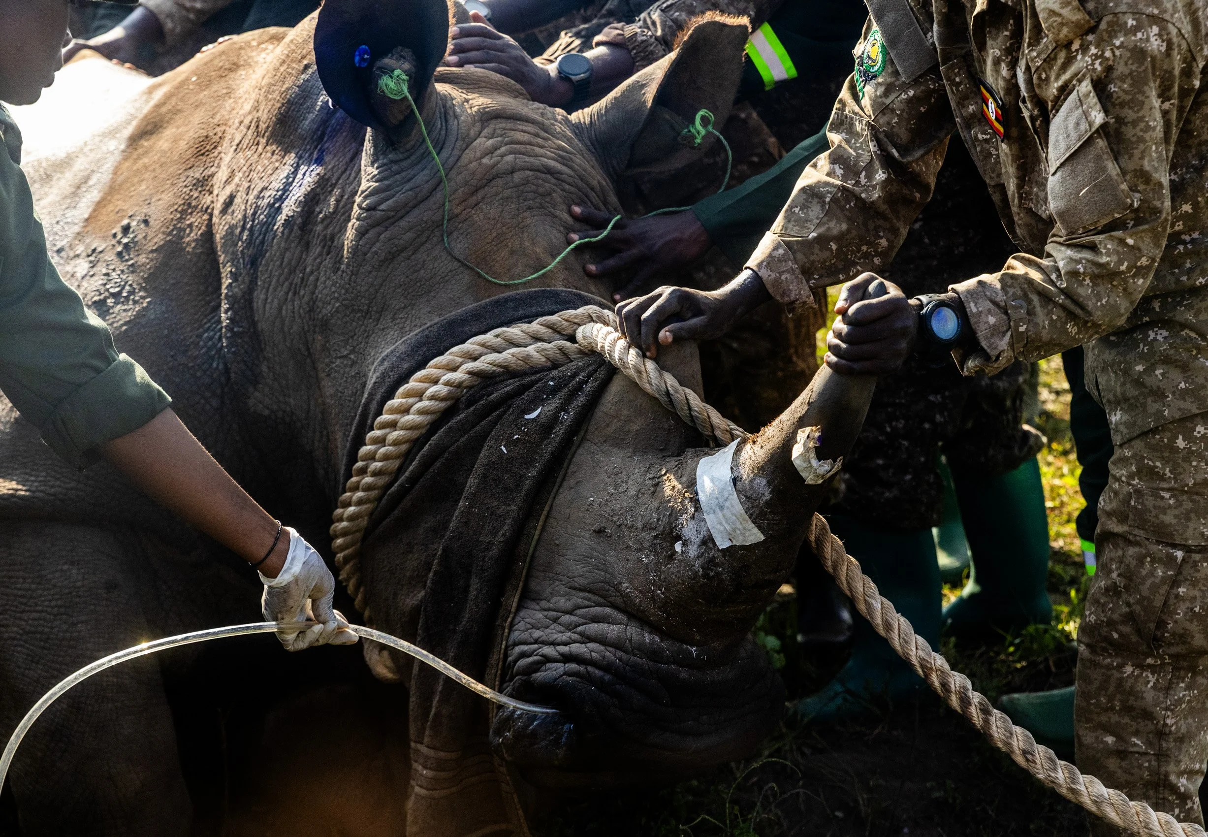 Uganda Reintroduces Rhinos into a Protected Area Where They Have Been Extinct Since 1983