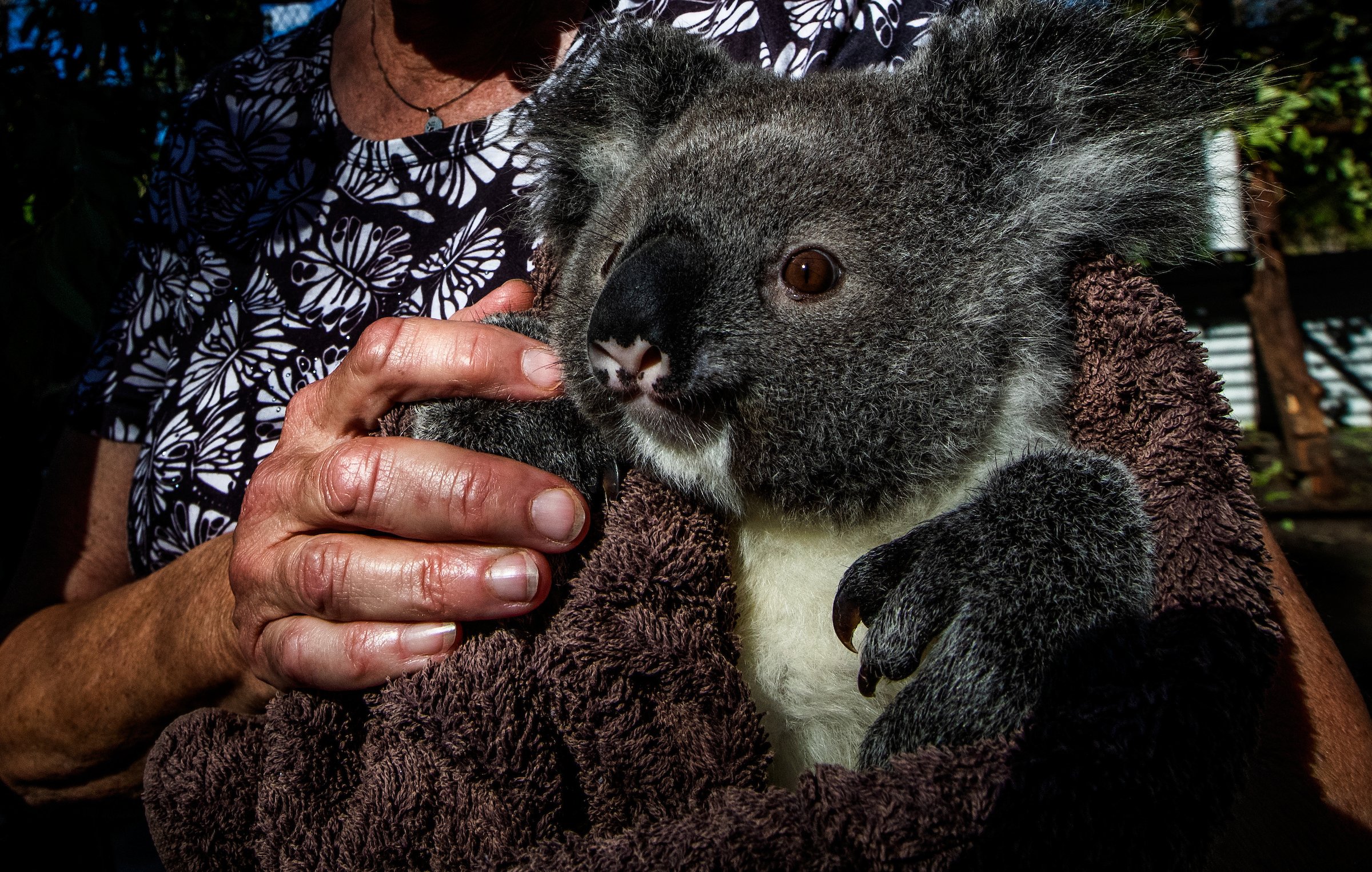 GC Film “Saving the Last Koalas” to be featured in the upcoming Wild Earth Oceania Film Festival