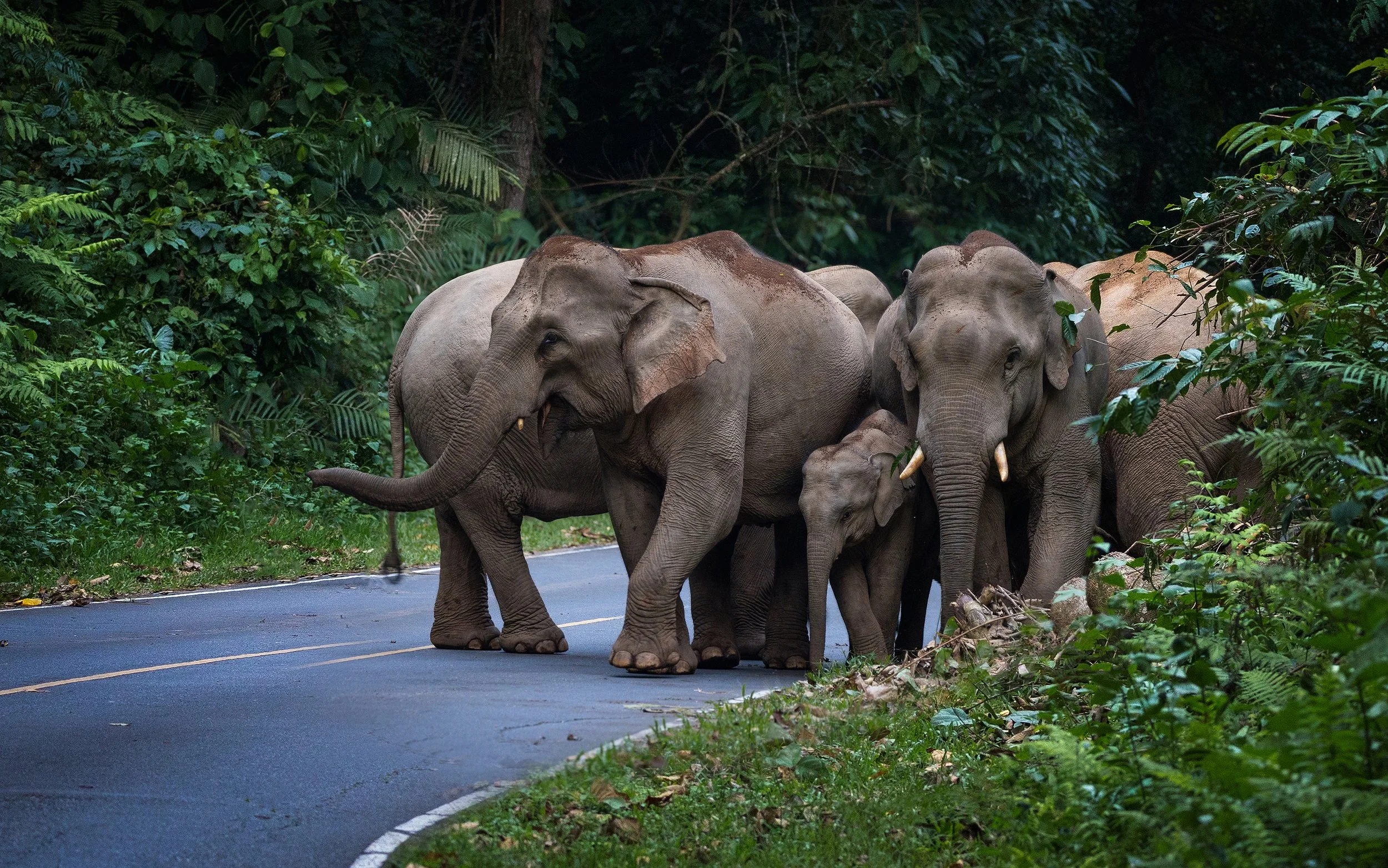 GC Supports Alaungdaw Kathapa National Park, Myanmar Despite Civil War